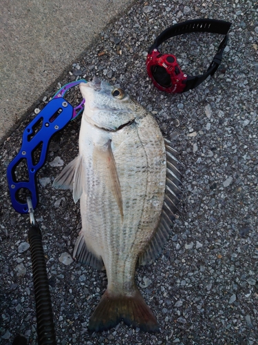 ミナミクロダイの釣果