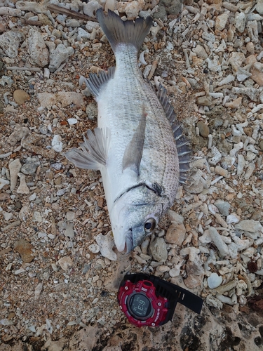 ミナミクロダイの釣果