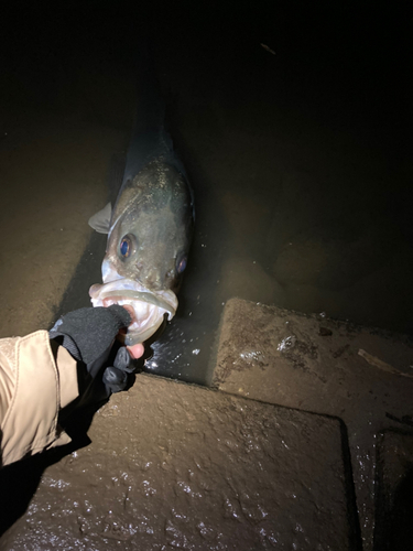 スズキの釣果