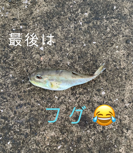 フグの釣果