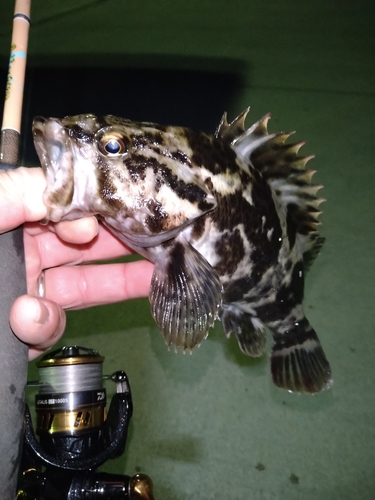 タケノコメバルの釣果