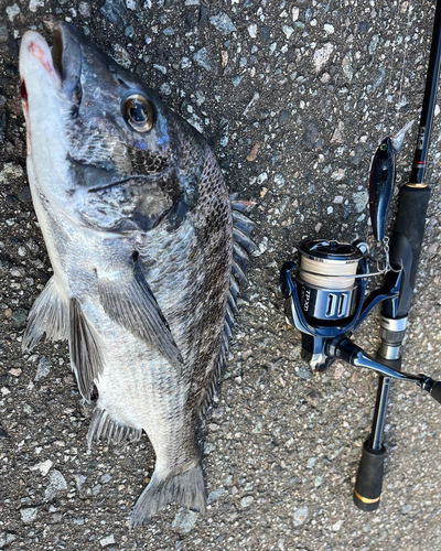 クロダイの釣果