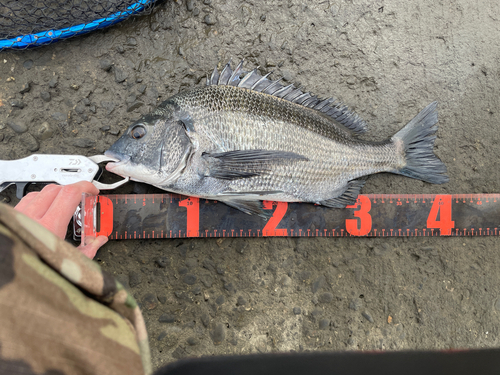 クロダイの釣果