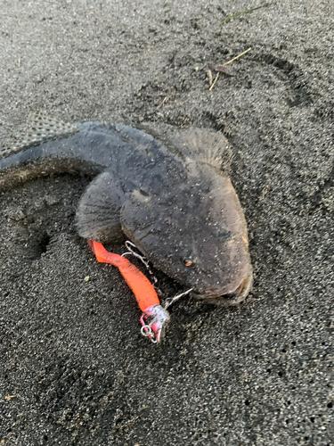 マゴチの釣果