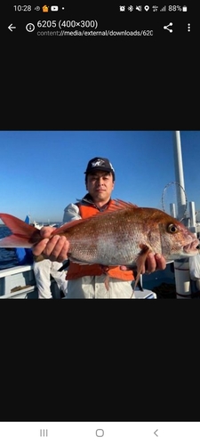 マダイの釣果