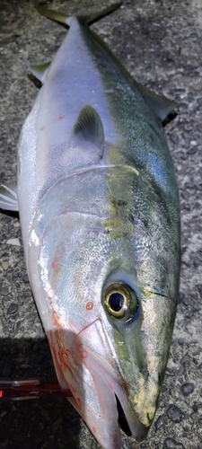 ブリの釣果