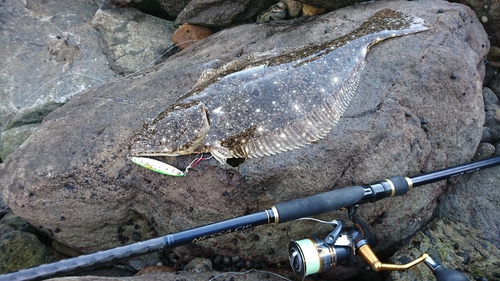 ヒラメの釣果