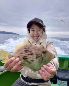 カワハギの釣果