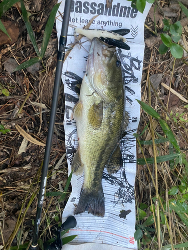 ブラックバスの釣果