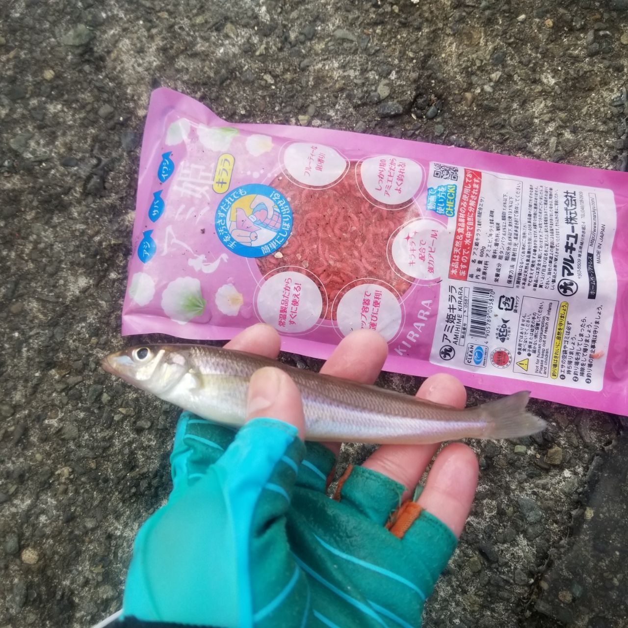 シロギス