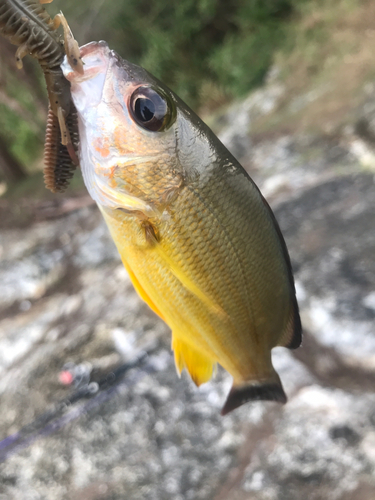 オキフエダイの釣果