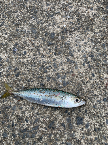 イワシの釣果