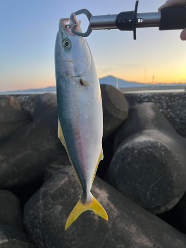 イナダの釣果