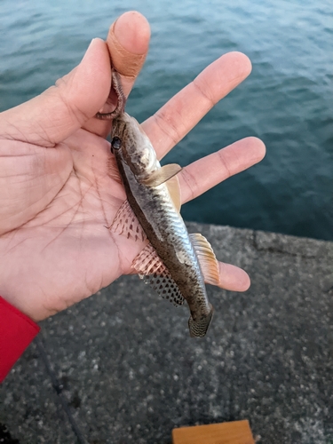 マハゼの釣果