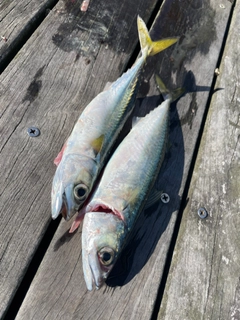 サバの釣果