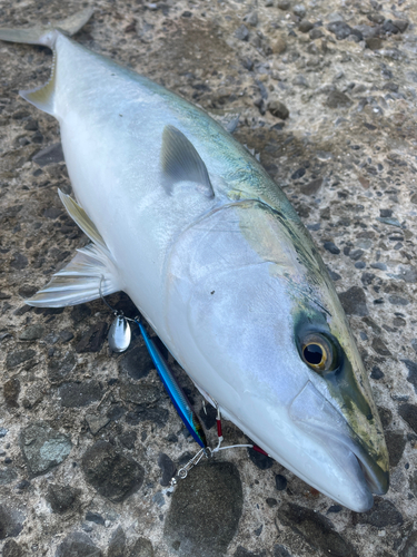 ブリの釣果