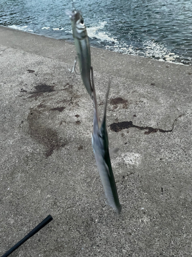 ダツの釣果