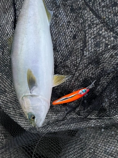 ツバスの釣果