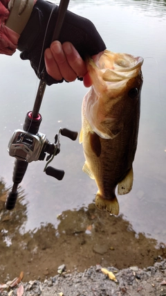 ラージマウスバスの釣果