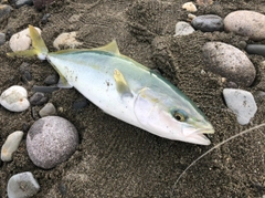 ワカシの釣果