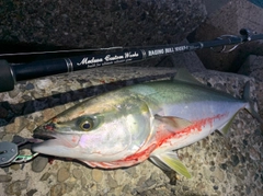 ブリの釣果