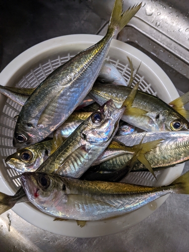 アジの釣果