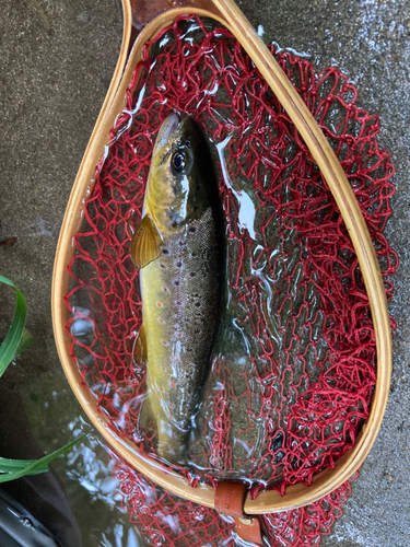 ブラウントラウトの釣果