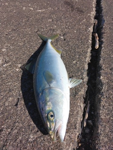 イナダの釣果