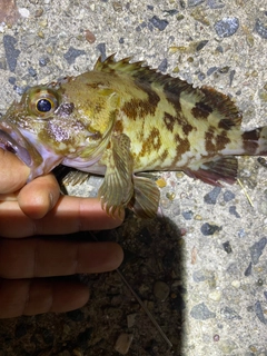 カサゴの釣果