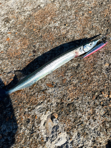 サヨリの釣果