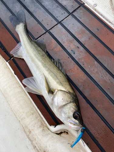 フッコ（マルスズキ）の釣果