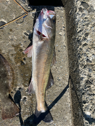 スズキの釣果