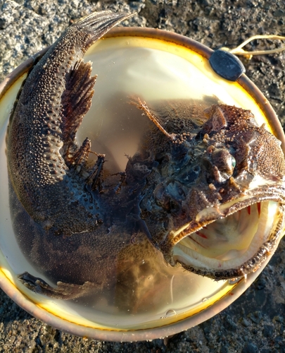 トウベツカジカの釣果