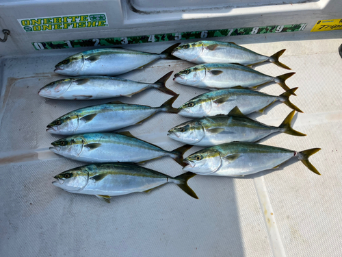 ハマチの釣果