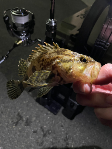 タケノコメバルの釣果