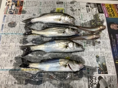 セイゴ（タイリクスズキ）の釣果