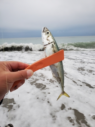 サバの釣果