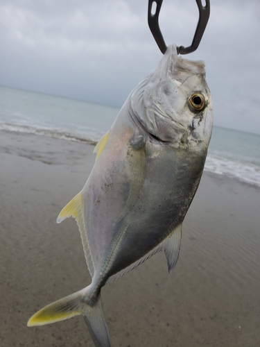 メッキの釣果