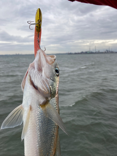 イシモチの釣果