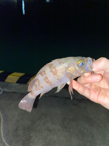 クロメバルの釣果