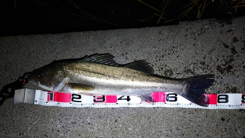 シーバスの釣果