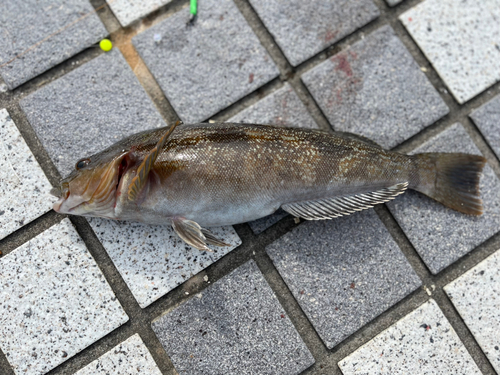 アイナメの釣果