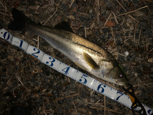 シーバスの釣果