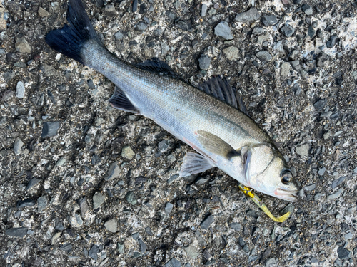 スズキの釣果