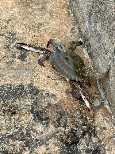 ガザミの釣果