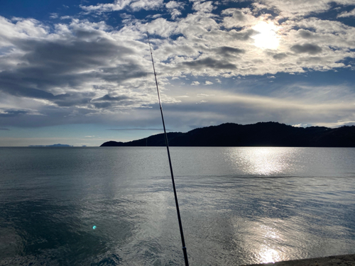 サヨリの釣果