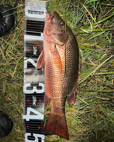 ゴマフエダイの釣果