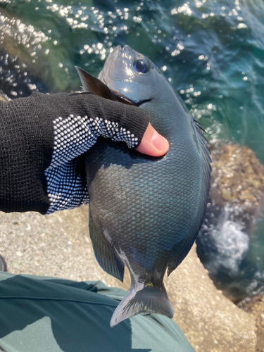 メジナの釣果