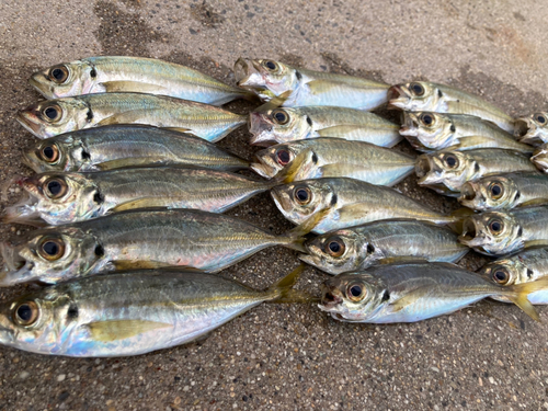 アジの釣果