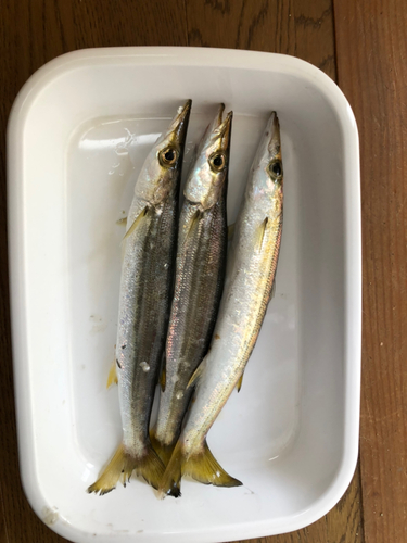 カマスの釣果